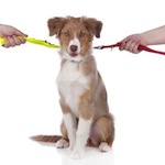 pets in an Oklahoma divorce